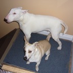 Grey Cup 2006 - Photo 35