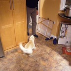 Grey Cup 2006 - Photo 37