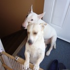 Grey Cup 2006 - Photo 39